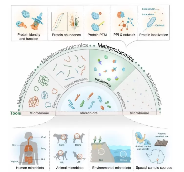 Applications of Metaproteomics in Microbiome Research